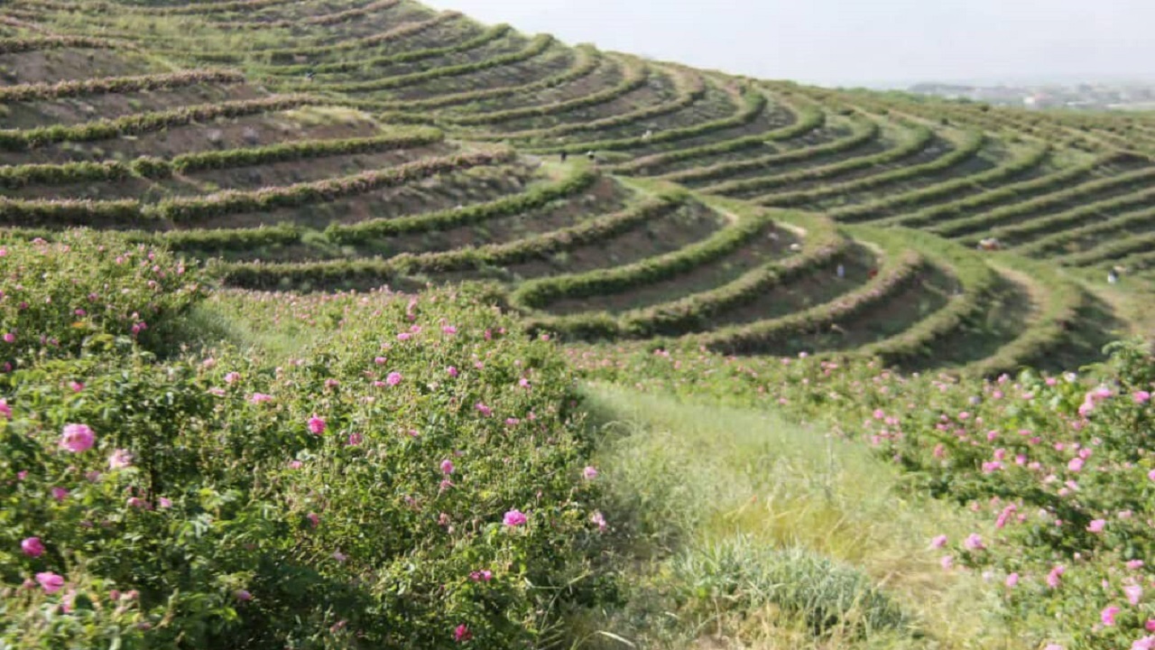 کیل گیری از طرح ۱۲ هکتاری گل محمدی در فارسان