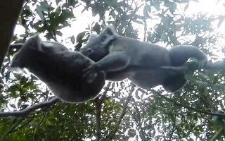 دوئل دیدنی کوآلا‌ها مقابل چشم گردشگران