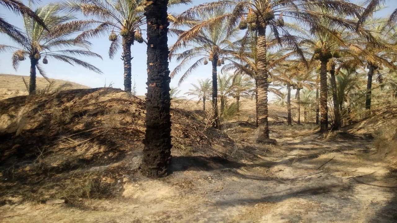 شعله&zwnj;های آتش در نخلستان&zwnj;های دو روستای دشتستان