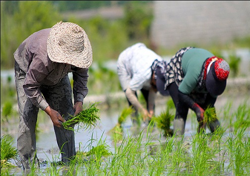 آغاز نشاء برنج در ۶۵۰ هکتار از شالیزارهای کهگیلویه