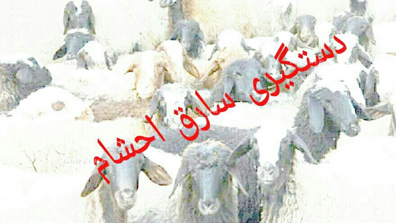 دستگیری سارق/ کشف دو رأس گوسفند سرقتی