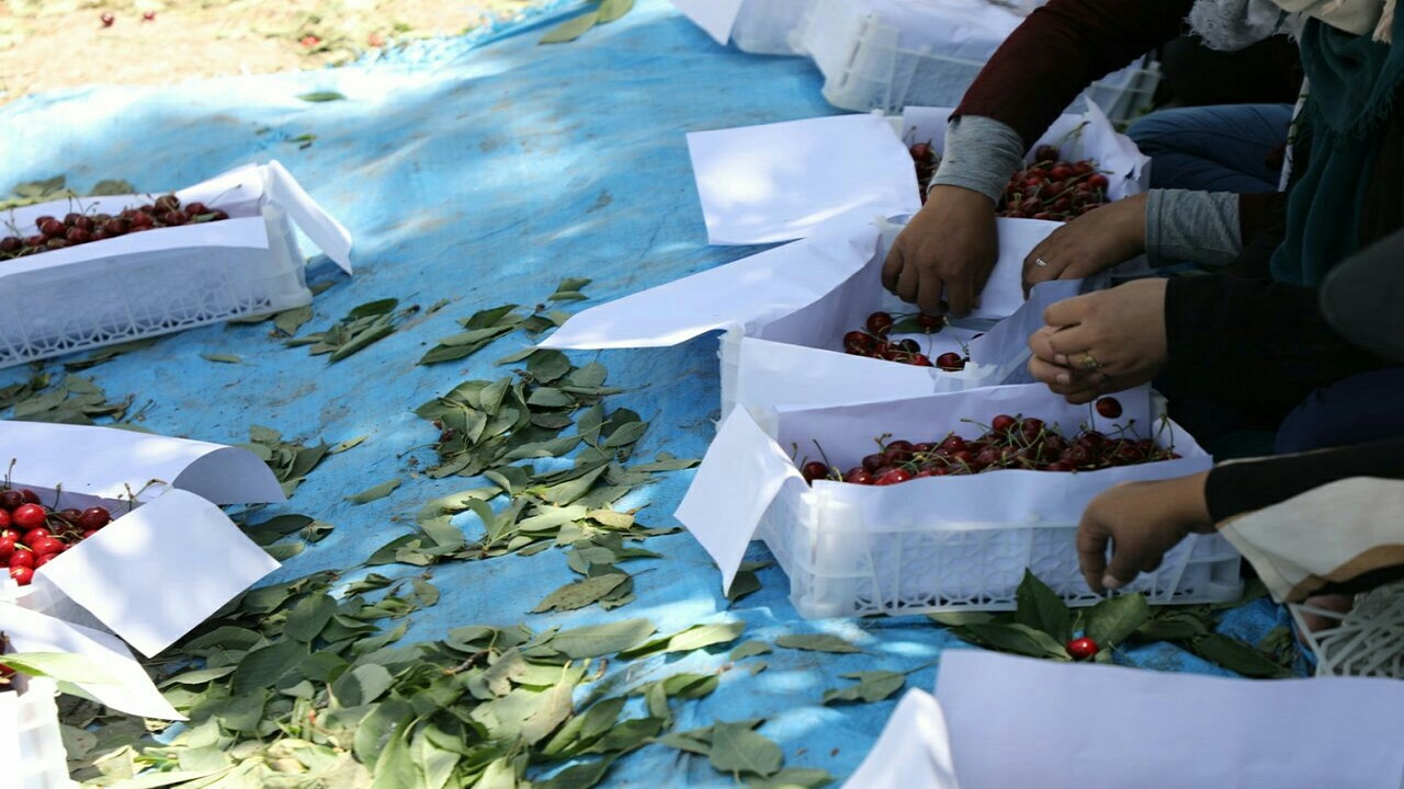 صادرات محصولات باغی موقوفه به روسیه، عراق و افغانستان