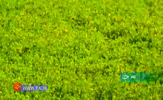 مین&zwnj;هایی که جایش را به سرسبزی و محصولات زراعی تا سایه شوم کرونا بر سر مزارع ماهی +فیلم