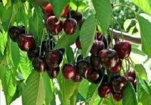 ۹۲۰ تن از کشاورزان قمی به تولید گیلاس می‌پردازند