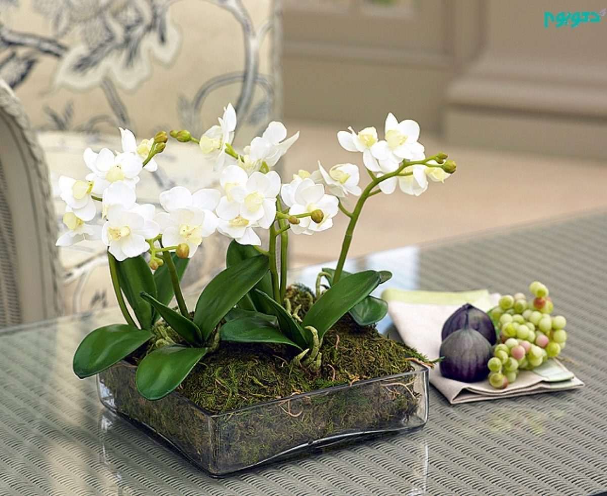 ارکیده زیباترین گیاه برای آپارتمان