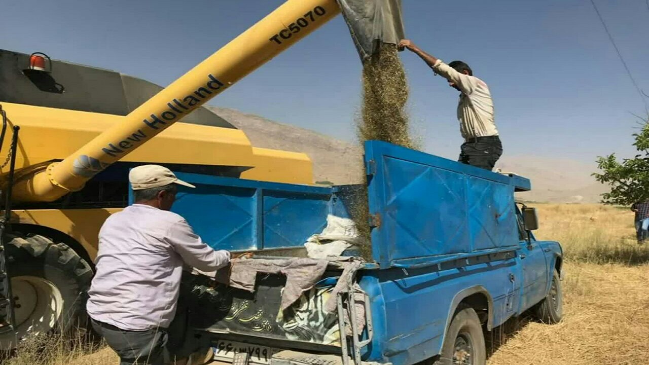 اجرای عملیات کیل گیری کلزا در مزارع کیار