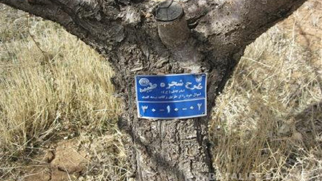 پلاک کوبی ۹ هزار اصله درخت در طرح شجره طیبه در خراسان جنوبی
