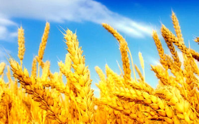 پیش‌بینی برداشت ۱۵۰ هزار تن گندم از مزارع هشترود