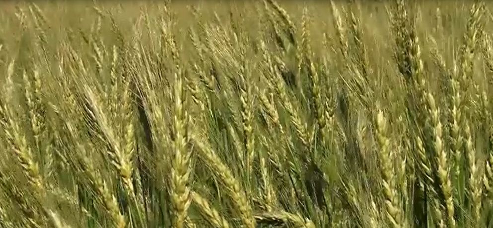 رکورد شکنی در تولید هسته های اولیه بذر در کشور