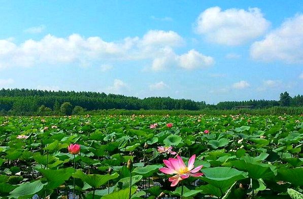 نجات تالاب انزلی برای رهایی از فهرست تالاب&zwnj;های در معرض خطر مونترو