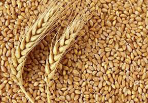 آغاز خرید گندم در سیلوی آشخانه