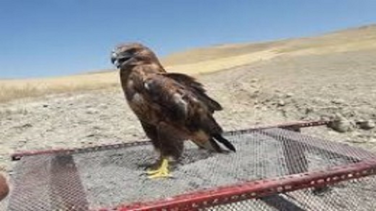 کشف و ضبط یک بهله عقاب طلایی در نیشابور
