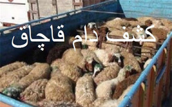  احشام قاچاق 
