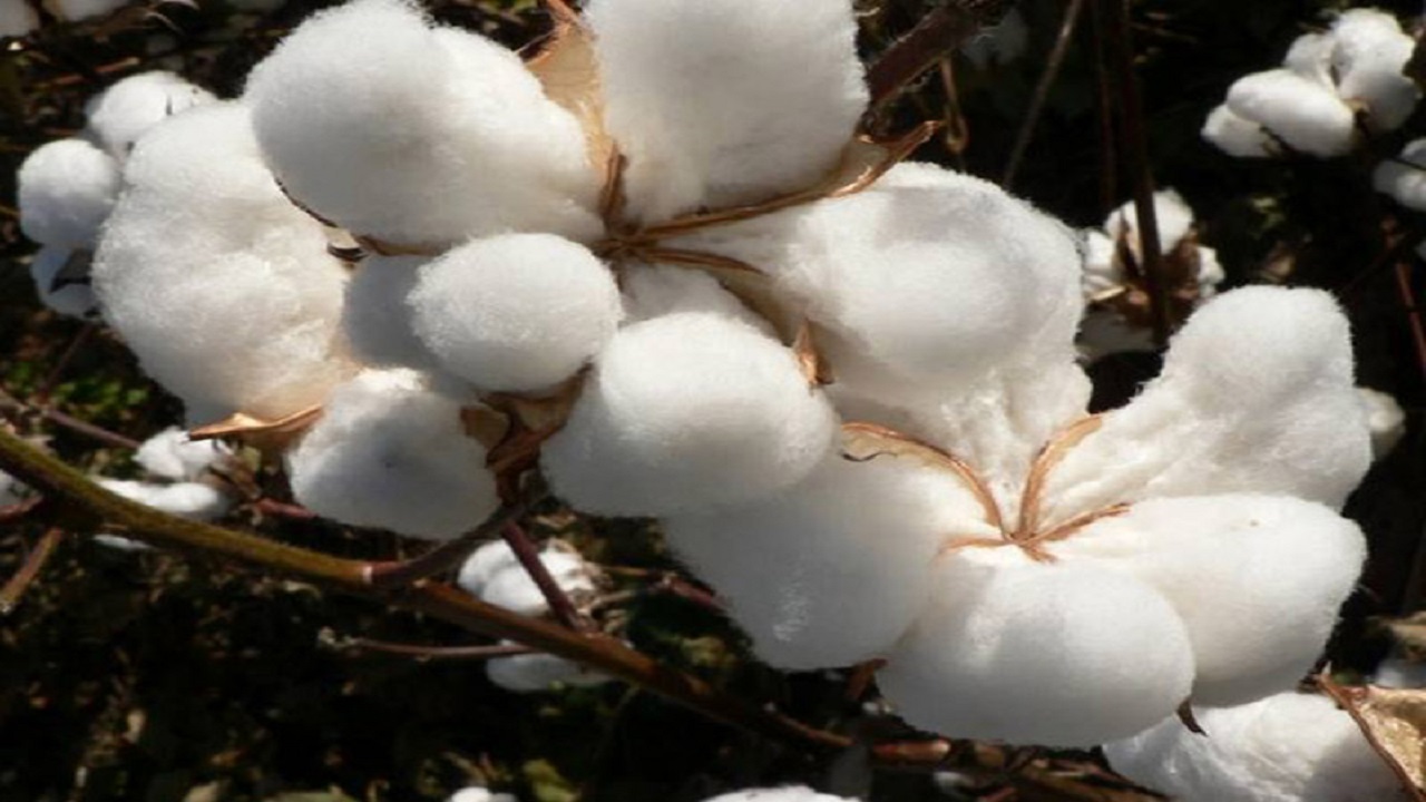 مکانیزاسیون برداشت پنبه در حد صفر است