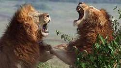 حمله غافلگیر کننده ببر خشمگین به یک زن + فیلم