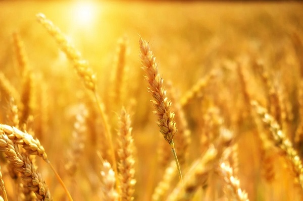 آغاز برداشت گندم در آذربایجان شرقی