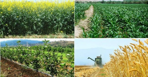افزایش ۲۳ درصدی تولید محصولات زراعی در کشور