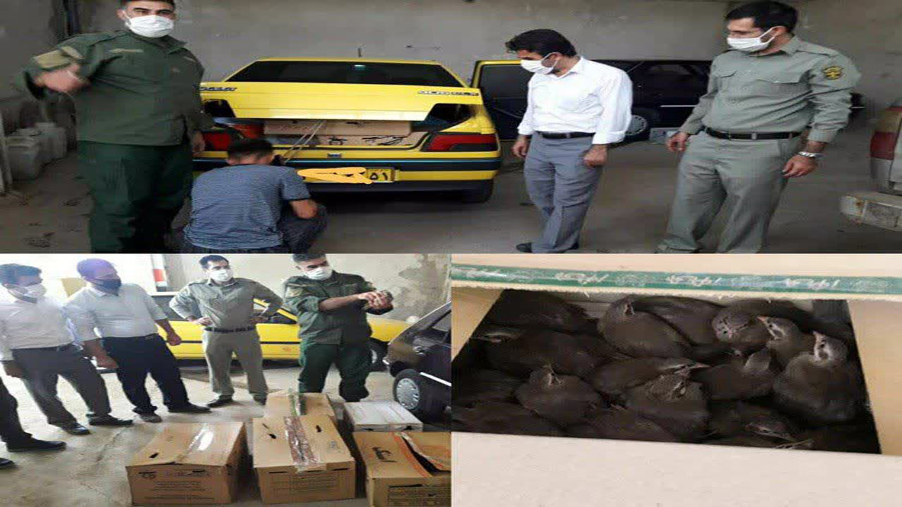 قاچاقچیان زنده گیری کبک در مهاباد دستگیر شدند