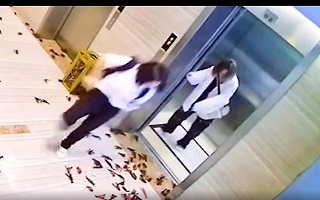 حمله خرچنگ‌ها در راهرو ساختمان اداری