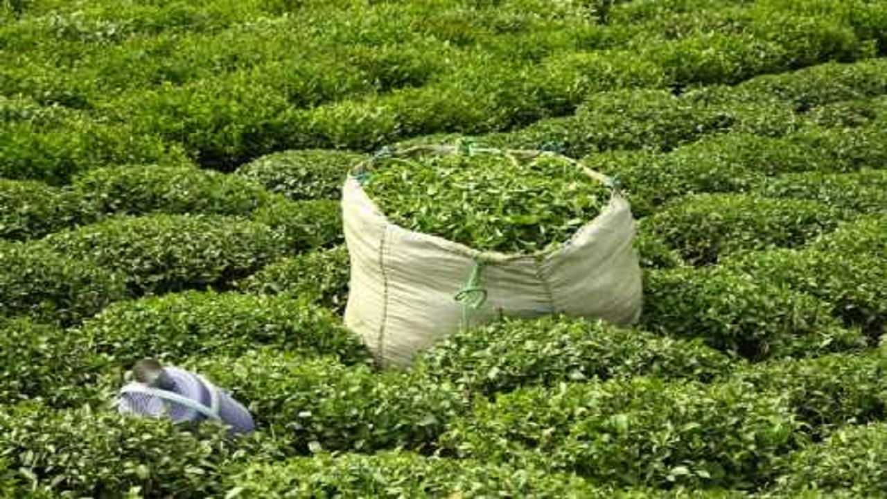 رشد ۹ درصدی خرید برگ سبز چای/ تولید چای از ۳۰ هزار تن فراتر می‌رود
