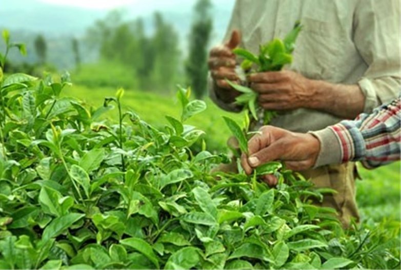 خرید تضمینی برگِ سبزچای از چایکاران گیلان