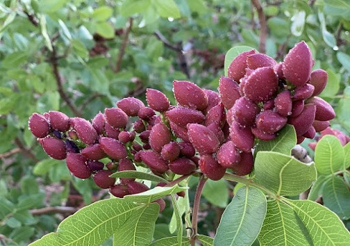 پسته