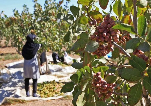 برداشت پسته از سطح باغات