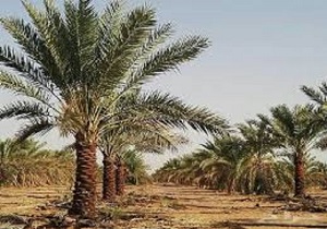 جایگزینی آب بهمنشیر برای آبیاری نخیلات اروندکنار