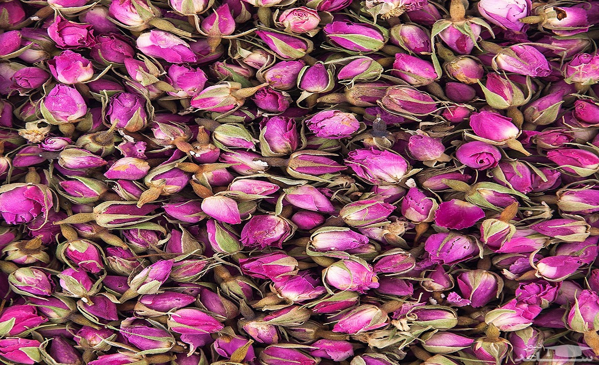 از درآمد زایی تا اشتغال با پرورش گل محمدی