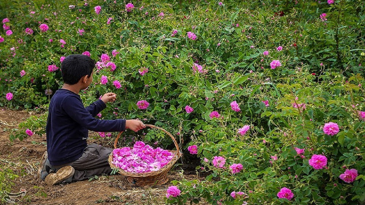 از درآمد زایی تا اشتغال با پرورش گل محمدی