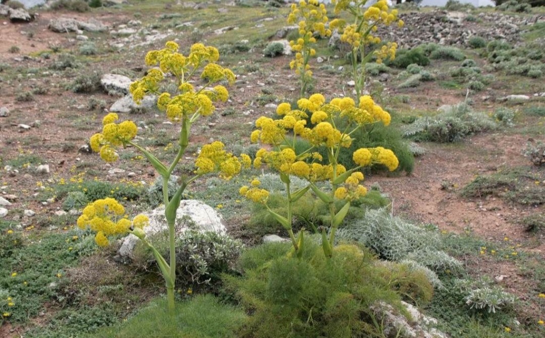آنغوزه