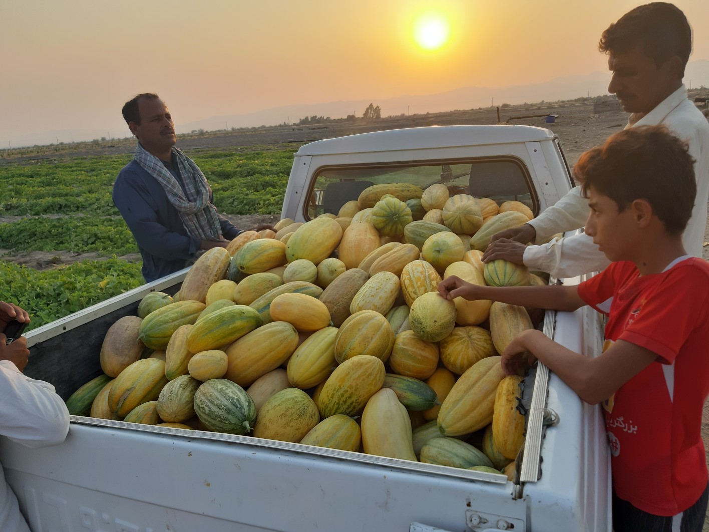 آغاز برداشت خیار گرمک در منوجان آغاز برداشت خیار گرمک در منوجان