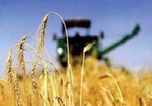 آغاز برداشت جو از کشتزار‌های مریوان