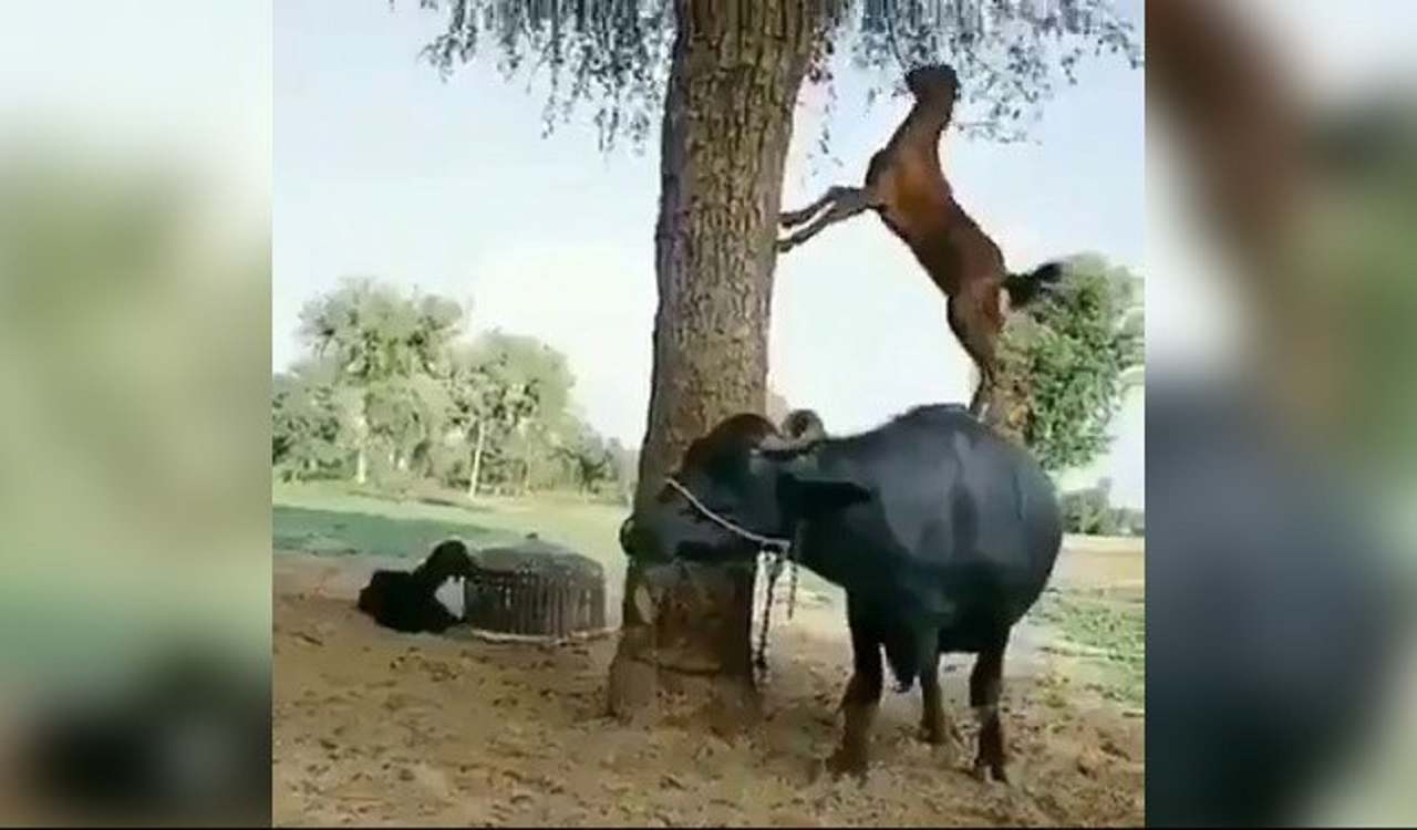همکاری حرفه ای بز با بوفالو برای خوردن غذا!