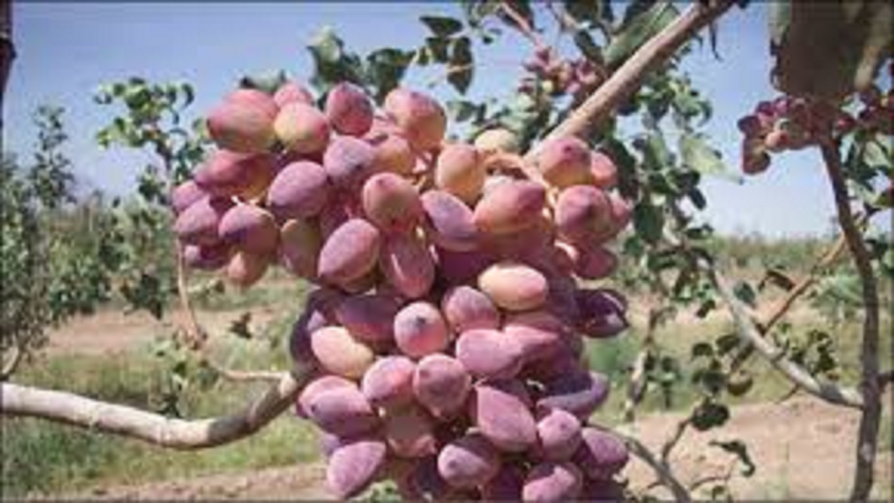 تبدیل چهار هزار هکتار از اراضی کشاورزی آران و بیدگل به باغهای پسته