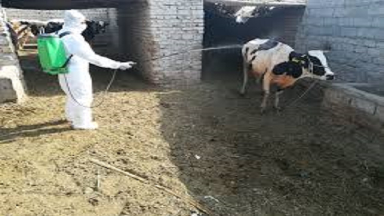 شناسایی ۱۵ بیمار مشکوک به بیماری کریمه کنگو  در تربت جام