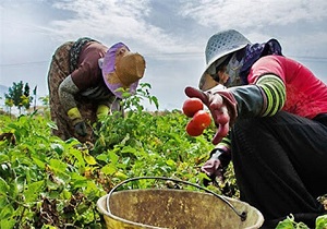 تخصیص ۴۶۷ میلیارد ریال تسهیلات برای بانوان کشاورز قمی