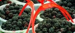 چند روش تشخیص برنج مرغوب + فیلم