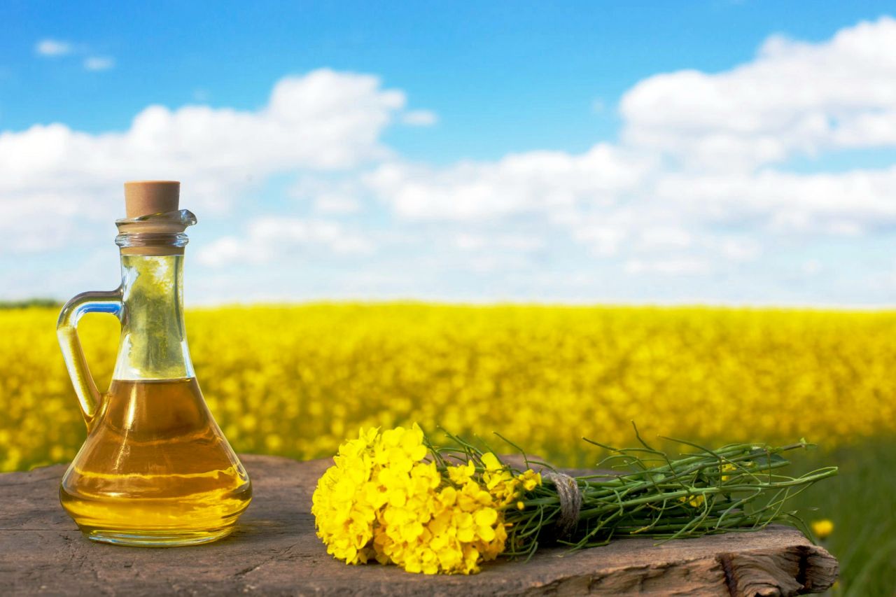 خرید تضمینی ۱۲۰ تن کلزا از زارعین شهرستان ارومیه