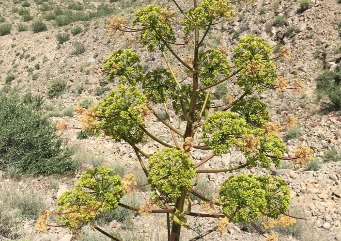 آنغوزه