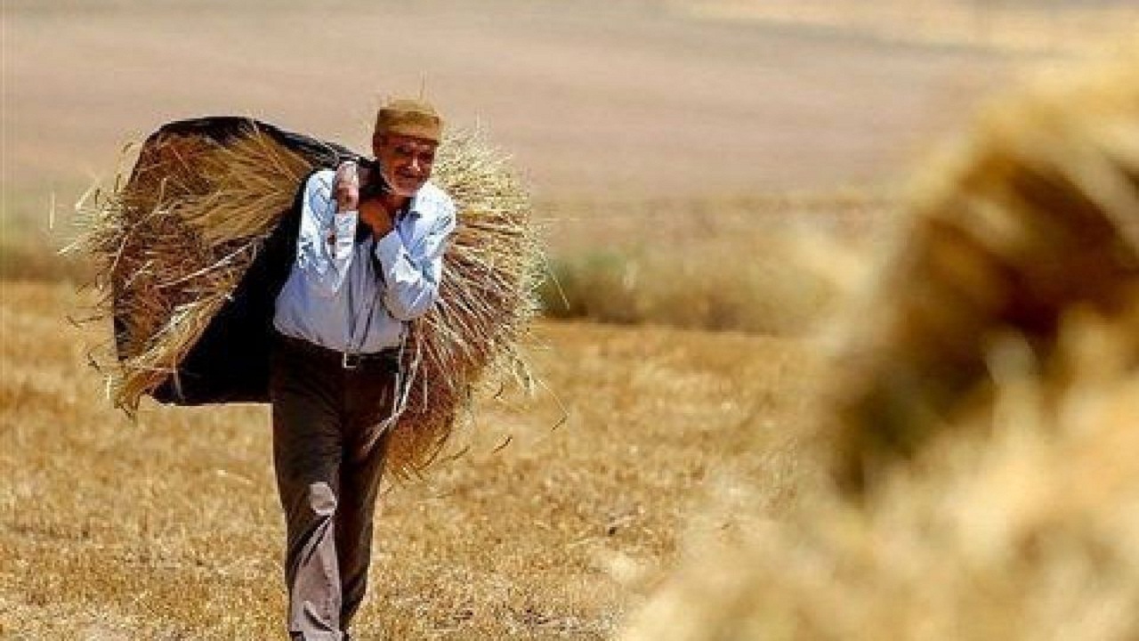 ۶۰ هزار تن خرید تضمینی گندم و کلزا در خراسان رضوی