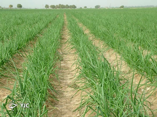 بذر، معدن طلای دلالان در جنوب کرمان