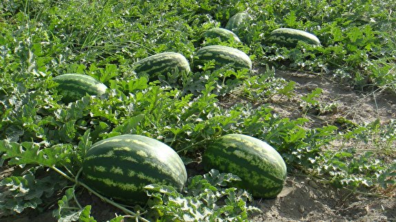 تلخی هندوانه برای صادر کنندگان/ زیان ۳۰۰میلیاردی