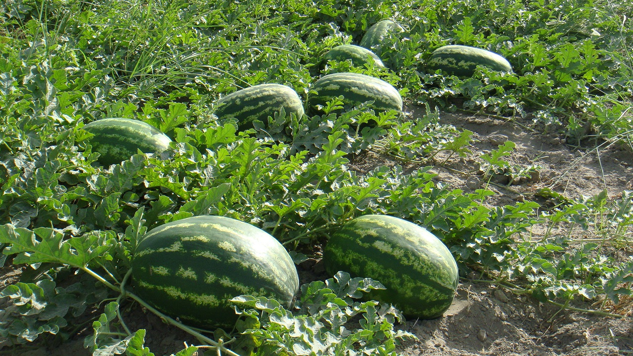 تلخی هندوانه برای صادر کنندگان/ زیان ۳۰۰میلیاردی