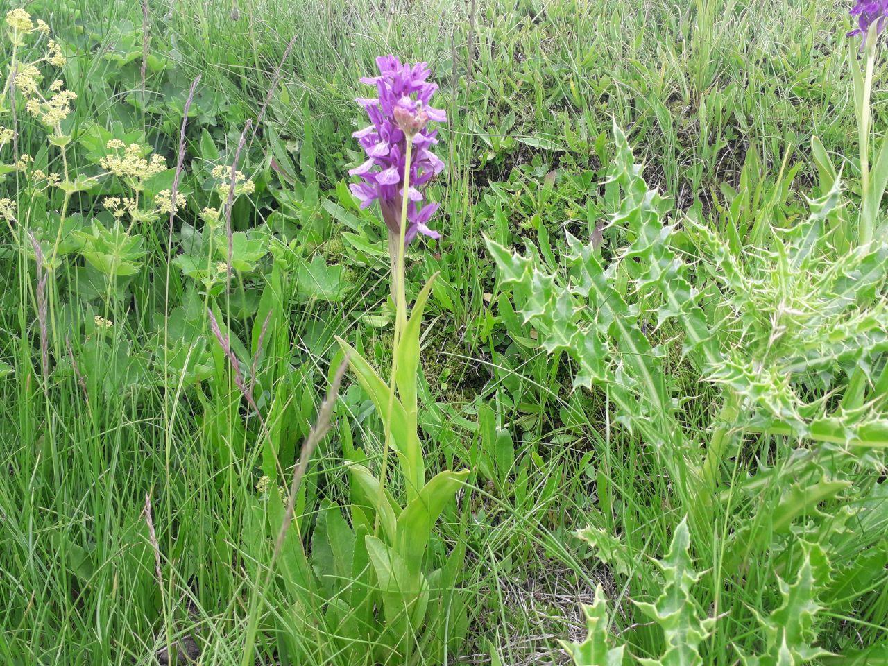 نمایی از طبیعت تابستانی در اشنویه + تصاویر