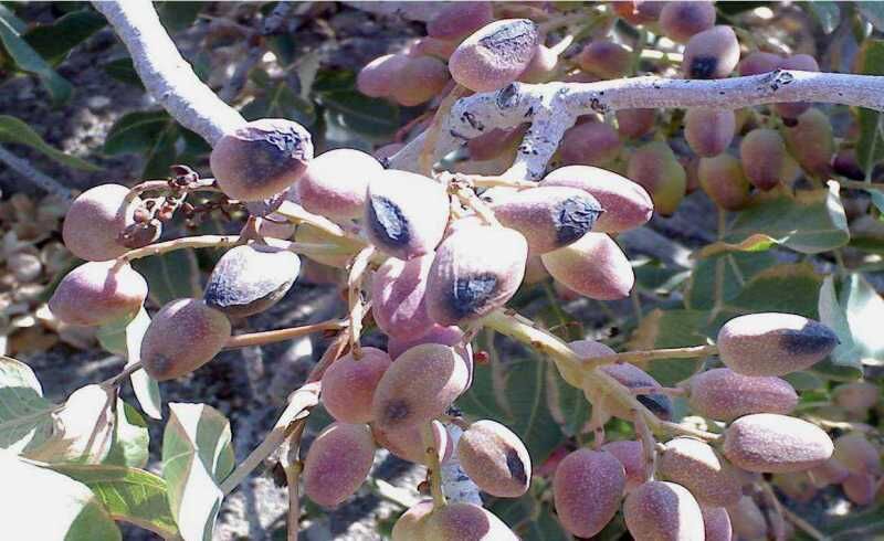 آفتاب سوختگی چقدر به درختان پسته خسارت می‌زند؟