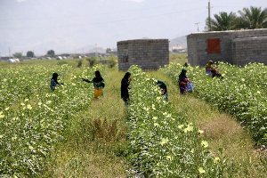 برداشت ۶۰۰ تن بامیه و سبزیجات از اراضی کشاورزی شادگان