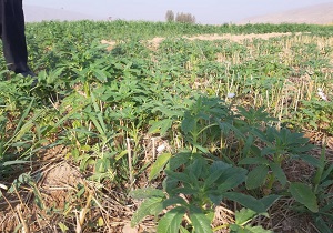 کشت محصولات تابستانه در ایذه