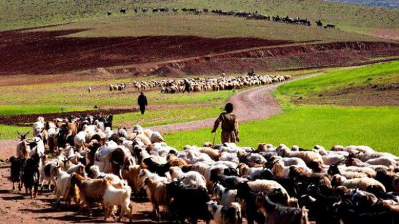 آغاز طرح تعادل دام و مرتع در مناطق ییلاقی شهرستان آرادان
