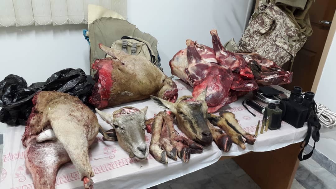 کشف لاشه دو حیوان از شکارچیان متخلف در کوهبنان